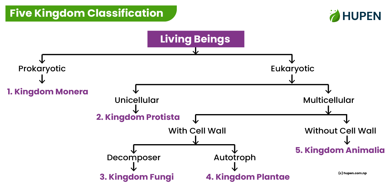 Five Kingdom Classification